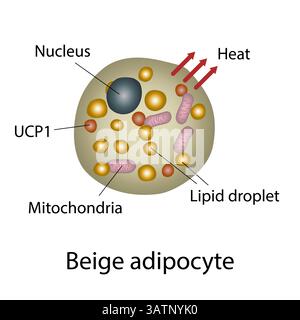 Structure de cellules graisseuses beige, illustration. Les cellules graisseuses beiges ont initialement une grosse gouttelette lipidique unique (uniloculaire) mais deviennent multiloculaires (ayant mult Banque D'Images
