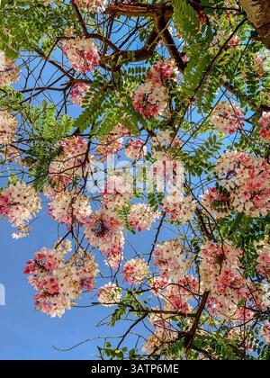 Fleurs roses et blanches sur les branches d'arbres contre ciel bleu clair Banque D'Images