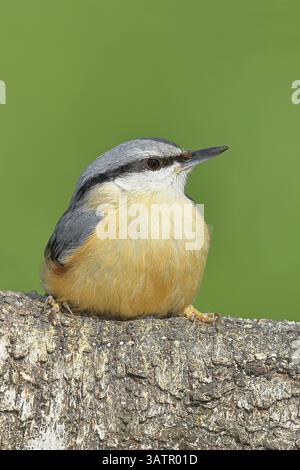 Narguilé (Sitta europaea) assis sur un tronc de bouleau tombé, animaux, oiseaux, Siegerland, Rhénanie-du-Nord-Westphalie, Allemagne, Europe Banque D'Images