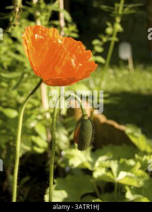 Gros plan de deux fleurs de coquelicot - prise de vue en extérieur Banque D'Images