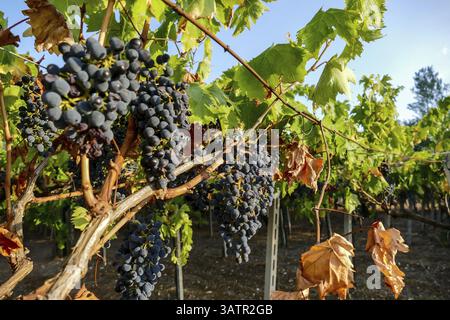 Petits pains de raisins rouges suspendus sur le vin en fin d'après-midi soleil, fond de raisin Banque D'Images