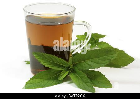 Tisane dans un verre à thé avec des feuilles de menthe poivrée sur un fond blanc Banque D'Images