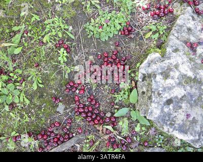 Cerises de cornaline mûres qui sont tombées de l'arbre au sol Banque D'Images