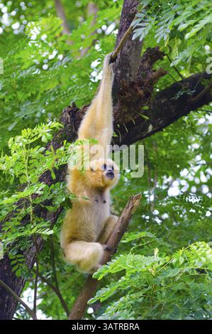 Le gibbon jaune à joues est suspendu à l'arbre en regardant latéralement Banque D'Images