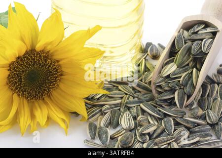 Graines de tournesol sur une cuillère en bois avec fleur de tournesol et bouteille d'huile Banque D'Images