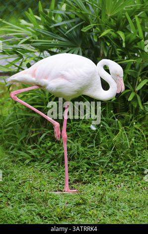 Le grand flamant rose (Phoenicopterus roseus) se tient sur une jambe ayant courbé son cou Banque D'Images