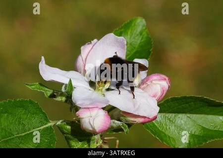 Bourdon coucou, famille Apidae sur fleurs blanches du pommier. Bombus vestalis ou Bombus bohemicus. Printemps, pays-Bas, avril Banque D'Images