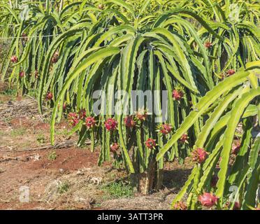 Fruit de dragon mûr (pitaya, pitahaya) en plantation au Vietnam Banque D'Images