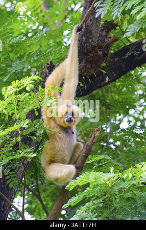 Gibbon jaune à joues regarde dans la caméra suspendue à l'arbre Banque D'Images