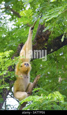 Le gibbon jaune à joues pend sur l'arbre en regardant vers le haut Banque D'Images