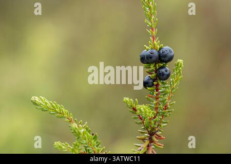 Crowberry ; Empetrum nigrum ; baies ; Écosse ; Royaume-Uni Banque D'Images