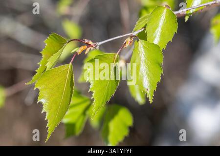 Jeunes feuilles de bouleau argenté (Betula pendula), feuilles vertes fraîchement émergées en avril ou au printemps, Angleterre, Royaume-Uni Banque D'Images