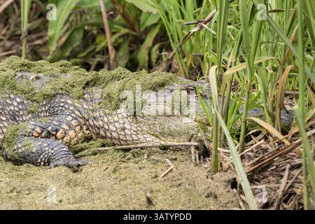 20 avril 2016 - Green Pond, Caroline du Sud, États-Unis d'Amérique - un alligator américain se cache dans les roseaux le long d'une rive à Lodge Pond dans la zone de gestion de la faune de Donnelley le 20 avril 2016 à Green Pond, Caroline du Sud. La préservation fait partie du plus grand réfugié naturel du bassin ACE, l'un des plus grands estuaires non développés le long de la côte atlantique des États-Unis. (Crédit image : © Richard Ellis via ZUMA Wire) Banque D'Images