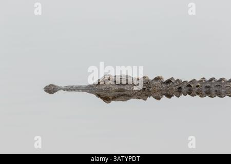 20 avril 2016 - Green Pond, Caroline du Sud, États-Unis - un alligator américain se reflète dans les eaux calmes de Lodge Pond dans la zone de gestion de la faune de Donnelley le 20 avril 2016 à Green Pond, Caroline du Sud. La préservation fait partie du plus grand réfugié naturel du bassin ACE, l'un des plus grands estuaires non développés le long de la côte atlantique des États-Unis. (Crédit image : © Richard Ellis via ZUMA Wire) Banque D'Images