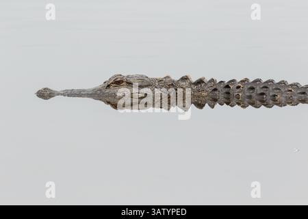 20 avril 2016 - Green Pond, Caroline du Sud, États-Unis - un alligator américain se reflète dans les eaux calmes de Lodge Pond dans la zone de gestion de la faune de Donnelley le 20 avril 2016 à Green Pond, Caroline du Sud. La préservation fait partie du plus grand réfugié naturel du bassin ACE, l'un des plus grands estuaires non développés le long de la côte atlantique des États-Unis. (Crédit image : © Richard Ellis via ZUMA Wire) Banque D'Images