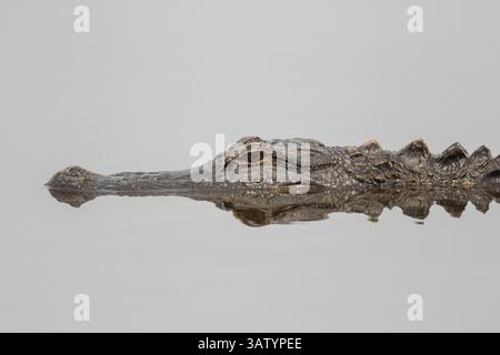 20 avril 2016 - Green Pond, Caroline du Sud, États-Unis - un alligator américain se reflète dans les eaux calmes de Lodge Pond dans la zone de gestion de la faune de Donnelley le 20 avril 2016 à Green Pond, Caroline du Sud. La préservation fait partie du plus grand réfugié naturel du bassin ACE, l'un des plus grands estuaires non développés le long de la côte atlantique des États-Unis. (Crédit image : © Richard Ellis via ZUMA Wire) Banque D'Images