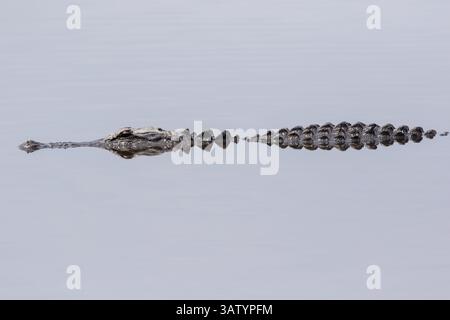 20 avril 2016 - Green Pond, Caroline du Sud, États-Unis - un alligator américain se reflète dans les eaux calmes de Lodge Pond dans la zone de gestion de la faune de Donnelley le 20 avril 2016 à Green Pond, Caroline du Sud. La préservation fait partie du plus grand réfugié naturel du bassin ACE, l'un des plus grands estuaires non développés le long de la côte atlantique des États-Unis. (Crédit image : © Richard Ellis via ZUMA Wire) Banque D'Images