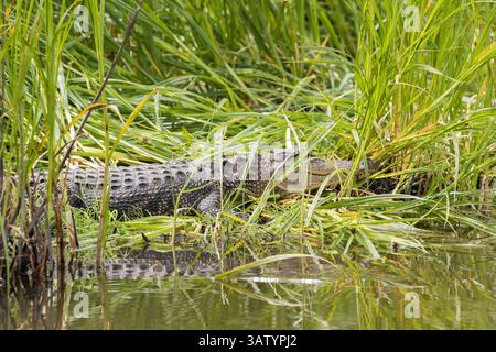 20 avril 2016 - Green Pond, Caroline du Sud, États-Unis d'Amérique - un alligator américain dans une banque couverte de roseaux à Lodge Pond dans la zone de gestion de la faune de Donnelley 20 avril 2016 à Green Pond, Caroline du Sud. La préservation fait partie du plus grand réfugié naturel du bassin ACE, l'un des plus grands estuaires non développés le long de la côte atlantique des États-Unis. (Crédit image : © Richard Ellis via ZUMA Wire) Banque D'Images