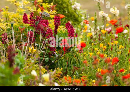 Beau lit de fleurs de printemps en pleine floraison, y compris les coquelicots rouges Banque D'Images