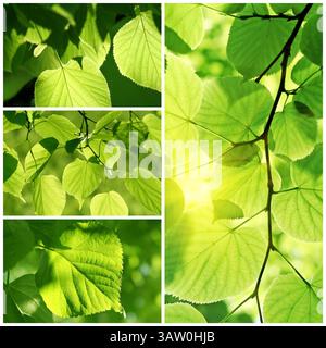 Collage vert vif de feuilles fraîches de tilleul Banque D'Images