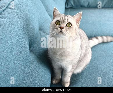 Chat britannique de pure race ludique. Banque D'Images