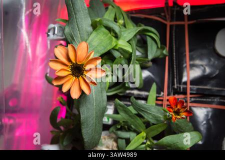 17 janvier 2016 - Station spatiale internationale, espace : une fleur de Zinnia fleurit à l'intérieur de l'installation Veggie à bord de la Station spatiale internationale, en orbite terrestre. L’expérience aide les scientifiques à mieux comprendre comment les plantes poussent en microgravité, et les astronautes à s’exercer à faire ce qui leur sera confié lors d’une mission spatiale lointaine : le jardinage autonome. Les premières fleurs cultivées à partir de graines dans l'espace ont eu lieu lors de la mission soviétique Salyut-6 en 1982. (Crédit image : © NASA/NASA/ZUMAPRESS.com) Banque D'Images