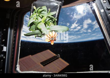 17 janvier 2016 - Station spatiale internationale, espace - Une fleur de Zinnia fleurit à l'intérieur de l'installation Veggie à bord de la Station spatiale internationale, en orbite terrestre. L’expérience aide les scientifiques à mieux comprendre comment les plantes poussent en microgravité, et les astronautes à s’exercer à faire ce qui leur sera confié lors d’une mission spatiale lointaine : le jardinage autonome. Les premières fleurs cultivées à partir de graines dans l'espace ont eu lieu lors de la mission soviétique Salyut-6 en 1982. (Crédit image : © NASA via ZUMA Wire) Banque D'Images