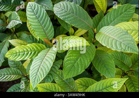 Hutte à feuilles vertes, à feuilles simples. Scientifiquement nommé Mitragyna speciosa Korth est une plante médicinale locale trouvée en Thaïlande. Banque D'Images
