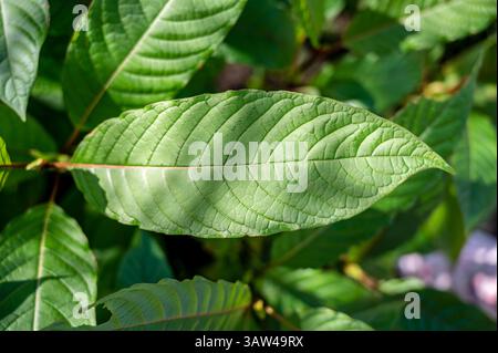 Hutte à feuilles vertes, à feuilles simples. Scientifiquement nommé Mitragyna speciosa Korth est une plante médicinale locale trouvée en Thaïlande. Banque D'Images