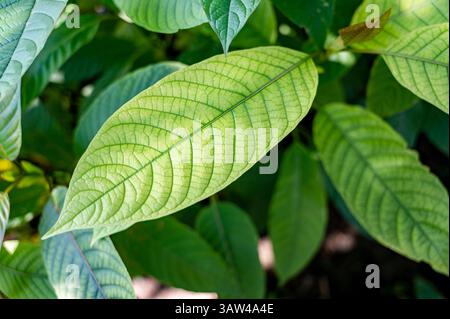 Hutte à feuilles vertes, à feuilles simples. Scientifiquement nommé Mitragyna speciosa Korth est une plante médicinale locale trouvée en Thaïlande. Banque D'Images