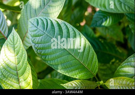 Hutte à feuilles vertes, à feuilles simples. Scientifiquement nommé Mitragyna speciosa Korth est une plante médicinale locale trouvée en Thaïlande. Banque D'Images