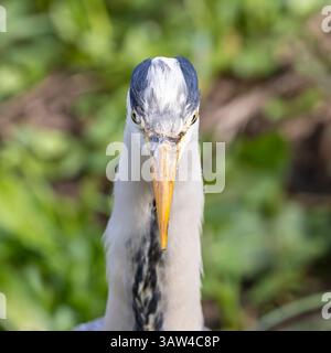 Vue détaillée de dessus gros plan de la tête et du bec d'un héron sauvage gris britannique (Ardea cinerea) montrant les yeux de chaque côté de la tête. Banque D'Images