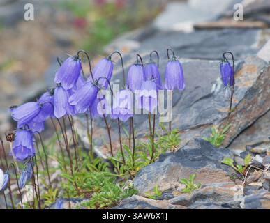Campanula cochleariifolia communément appelé chellflower de feuille d'oreille ou dé de fée Banque D'Images