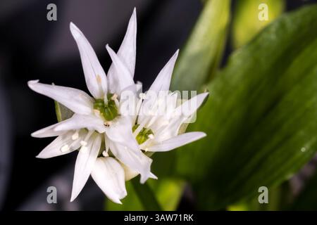 Gros plan de la fleur d'ail sauvage blanche, Allium ursinum. Banque D'Images