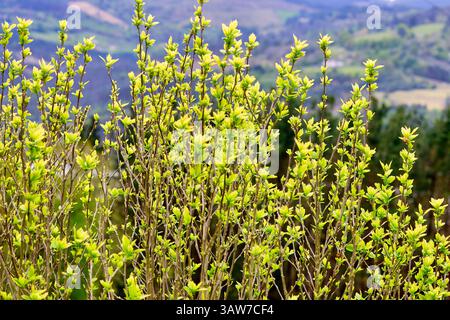 Crataegus x media rubra plena, jeunes feuilles vertes sur un buisson, feuilles de printemps brillantes, florales de printemps, Amorebieta, Bizkaia, pays basque, Espagne Banque D'Images