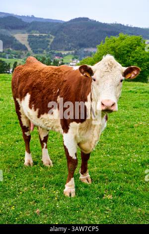 Hereford race bovine, race bovine, production de viande, Amorebieta, Bizkaia, pays basque, Espagne Banque D'Images