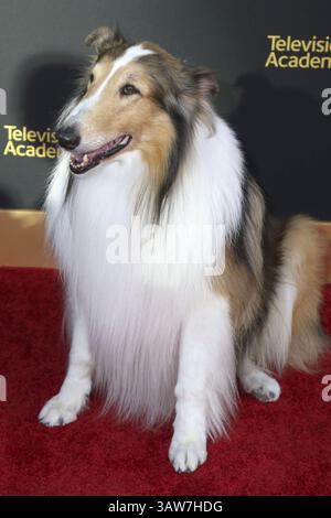 2 juin 2016 - North Hollywood, CA, USA - LOS ANGELES - 2 juin : Lassie au Gala du 70e anniversaire de la Television Academy au Saban Theater le 2 juin 2016 à North Hollywood, CA (image crédit : © hPa/Newscom via ZUMA Press) Banque D'Images