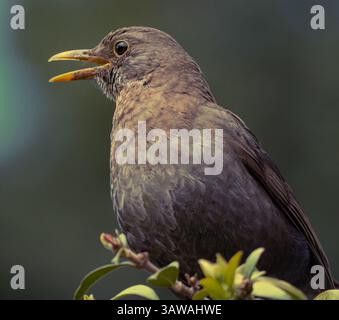 Gros plan sur le gros oiseau noir eurasien Banque D'Images