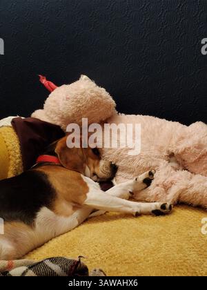 Beagle Dog dormant sur le canapé Banque D'Images