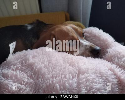 Beagle Dog dormant sur le canapé Banque D'Images