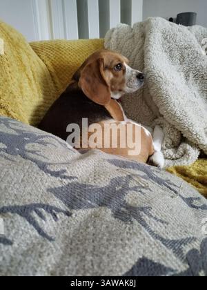 Chien assis sur le canapé Banque D'Images