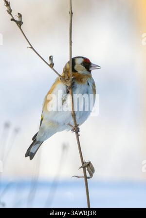 Un Goldfinch est assis sur une tige de mauvaise herbe qui sort de sous la neige et pique les graines Banque D'Images