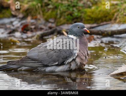 Pigeon de bois vyakhir nage dans un étang au début du printemps Banque D'Images