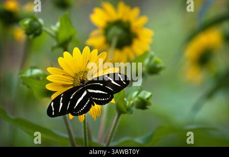 1er juillet 2016 - Albuquerque, NOUVEAU-MEXIQUE, États-Unis - 070116.Un papillon zèbre débarque sur un tournesol au Pavillon des papillons qui a ouvert vendredi au jardin botanique ABQ Biopark, le 1er juillet 2016. ''si vous êtes vraiment chanceux, ils vont atterrir sur vous'', a déclaré Katie Carillo, une gardienne de bogues d'ABQ Biopark, qui décourage les visiteurs d'essayer de toucher les papillons. L'exposition présente des papillons indigènes, y compris des paons blancs, des longwings zébrées et des papillons julia orange, et attend des papillons tropicaux dans environ une semaine, selon Catherine Hubbard, directrice du jardin botanique. L'exposition aux papillons s'ouvrit Banque D'Images