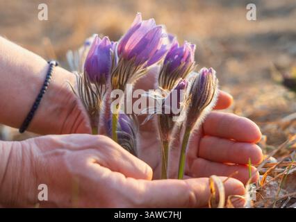 Pulsatilla patens est en voie d'extinction, répertorié dans le Livre rouge des plantes rares et menacées et des mains protégeant cette plante Banque D'Images