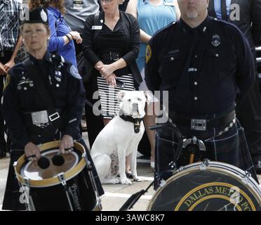 15 juillet 2016 - Plano, TX, États-Unis - Un chien policier attend avec d'autres policiers, portant son insigne aux funérailles de Michael Krol à l'église baptiste de Prestonwood le 15 juillet 2016 à Plano, Texas. (Crédit image : © Paul Moseley/TNS via ZUMA Wire) Banque D'Images