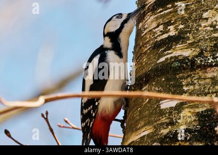 Vue en angle bas du grand oiseau de pic des bois perché sur l'arbre Banque D'Images