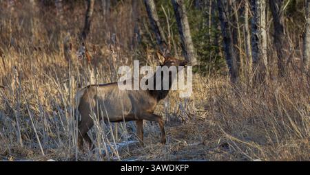 Wapitis un matin d'avril dans la région de Clam Lake dans le nord du Wisconsin. Banque D'Images