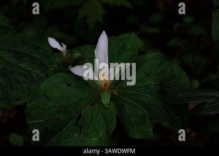 Gros plan d'une fleur blanche de trillium du pacifique, Trillium ovatum, entourée de feuilles vert foncé. Prise au jardin botanique de Leach à Portland, Oregon. Banque D'Images