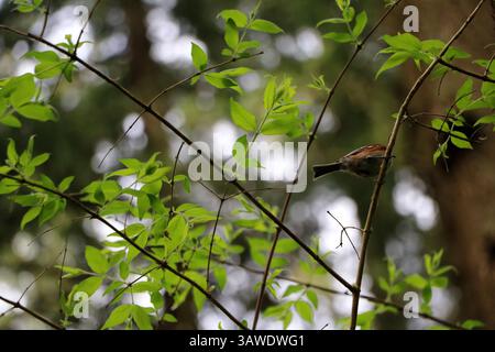 Un chickadee à dos de châtaignier, Poecile rufescens, perché dans un arbre aux feuilles vert clair. Prise au jardin botanique de Leach à Portland, Oregon. Banque D'Images